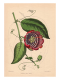 Winged-Stem Passion Flower with Crimson  Purple and White Flowers