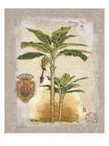 Linen Bannana Palm Tree