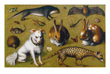 Animal Picture with Genet  c1560