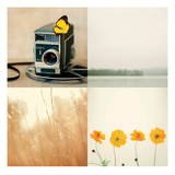 Meadow Story
