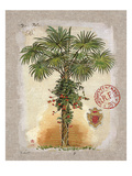 Linen Fan Palm Tree