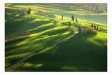 Among the Cypresses