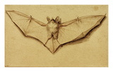 Bat with Spread Wings  c1523