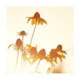 Sundown Flowers