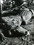 Alligator Farm  USA  1959