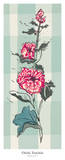 Hollyhock I