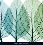 Celosia Leaves I