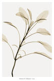Sage