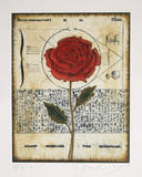 Untitled - Rose 2