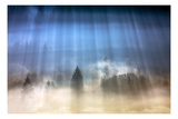 Forest Illumination