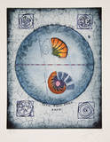 Untitled - Shell Study