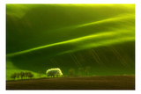 Spring Tree