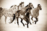 Painted Horses Run