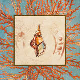 Coral Medley Shell IV