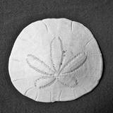 Sun Dollar II