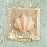 Seashore Collection I