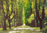 Lindenallee
