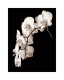 Orchid Dance II