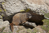 Yellow-Bellied Marmot (Yellowbelly Marmot)  Mt Evans  Arapaho-Roosevelt Nat'l Frst  Colorado  USA