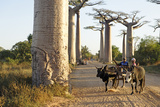 The Alley of the Baobabs (Avenue de Baobabs)  Between Morondava and Belon'I Tsiribihina  Madagascar