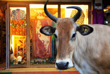 Cow Outside a Shop in the Street in Thekkady  Kerala  India  Asia
