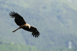 Black Kite (Milvus Migrans) in Flight Hunting Passerines  Luz Saint Sauveur  Haute-Pyrenees  France