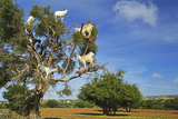 Goats on Tree  Morocco  North Africa  Africa