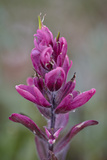 Rosy Pintbrush (Castilleja Rhexifolia)  Gunnison National Forest  Colorado  USA