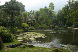 Jardim Botanico (Botanical Gardens)  Rio de Janeiro  Brazil  South America