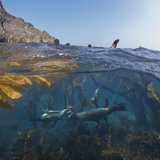 Underwater Photo of Kelp and Sea Lions  Anacapa  Channel Islands National Park  California  USA