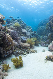 Coral Reef Scene Close to the Ocean Surface  Ras Mohammed Nat'l Pk  Off Sharm El Sheikh  Egypt