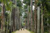 Jardim Botanico (Botanical Gardens)  Rio de Janeiro  Brazil  South America