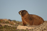 Yellow-Bellied Marmot (Yellowbelly Marmot)  Mt Evans  Arapaho-Roosevelt Nat'l Frst  Colorado  USA