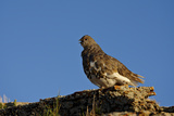 White-Tailed Ptarmigan (Lagopus Leucurus) in Summer Plumage  San Juan Nat'l Forest  Colorado  USA