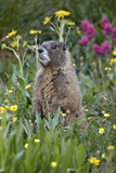 Yellow-Bellied Marmot Among Wildflowers  San Juan Nat'l Forest  Colorado  USA
