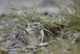 American Pika (Ochotona Princeps) Eating Grass  San Juan National Forest  Colorado  USA