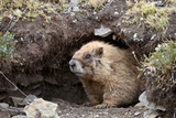 Yellow-Bellied Marmot at Burrow Entrance  San Juan Nat'l Forest  Colorado  USA