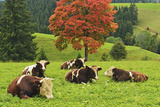 Bulls on Pasture and Maple Tree  Black Forest  Schwarzwald-Baar  Baden-Wurttemberg  Germany  Europe