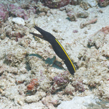 Blue Ribbon Eel (Rhinomuraena Quaesita) Juvenile  Southern Thailand  Andaman Sea  Indian Ocean