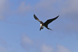Juvenile Magnificent Frigatebird Attacking an Elliot's Storm Petrel  San Cristobal Island  Ecuador