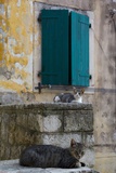 Cats in the Old Town  Kotor  Montenegro  Europe
