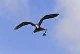 Juvenile Magnificent Frigatebird Attacking an Elliot's Storm Petrel  San Cristobal Island  Ecuador
