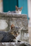Cats in the Old Town  Kotor  Montenegro  Europe