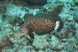 Rockmover Wrasse (Novaculichthys Taeniourus)  Southern Thailand  Andaman Sea  Indian Ocean  Asia