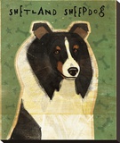 Shetland Sheepdog (Tri-Color)