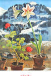 Amaryllis