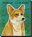 Pembroke Welsh Corgi