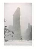 Flatiron Buzzard - New York