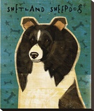 Shetland Sheepdog (Black & White)