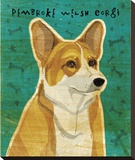 Pembroke Welsh Corgi